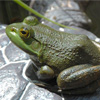 The Japanese Bullfrog